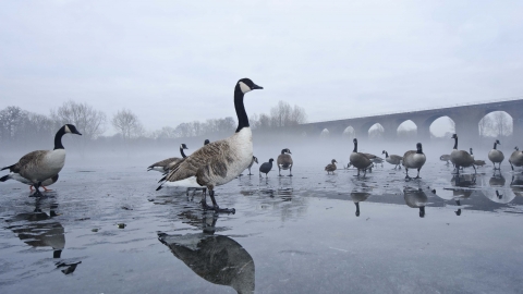 Canada goose queenstown on sale uk